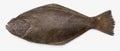 Pacific Halibut Royalty Free Stock Photo