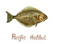 Pacific Halibut Hippoglossus stenolepis, hand painted watercolor illustration design element