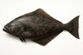 Pacific Halibut Lying on White Background Royalty Free Stock Photo