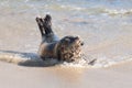 Pacific harbor seal