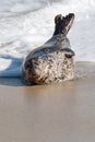 Pacific harbor seal