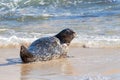 Pacific harbor seal