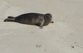 Pacific Harbor Seal Pup Royalty Free Stock Photo