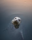 Pacific Harbor seal waiting for fish Royalty Free Stock Photo