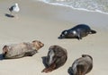 Pacific Harbor Seals on the Beach