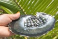 Pacific Islander woman holds Tahitian Black Pearls