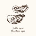 Pacific, Japanese or Miyagi oyster Magallana gigas. Ink black and white doodle drawing in woodcut style