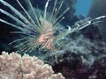 Pacific Juvenile Lionfish