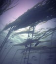 Pacific Kelp Forest