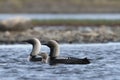 Pacific Loon or Pacific Diver with a young chick in arctic waters