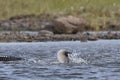 Pacific Loon or Pacific Diver catching a fish while thrashing around in arctic waters