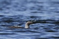 Pacific Loon swimming in the water in the arctic, near Baker Lake