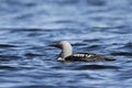 Pacific Loon swimming in the water in the arctic, near Baker Lake