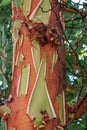 Pacific Madrona tree Royalty Free Stock Photo