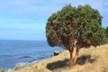 Pacific Madrone Tree Royalty Free Stock Photo