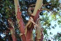 Pacific madrone tree sheds it`s bark