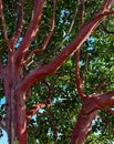 Pacific Madrone Tree