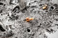 Pacific mangrove fiddler crab in the mud, Avellana Beach, Costa Rica