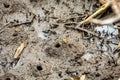 Pacific mangrove fiddler crab in the mud, Avellana Beach, Costa Rica