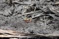 Pacific mangrove fiddler crab in the mud, Avellana Beach, Costa Rica Royalty Free Stock Photo