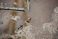 Pacific mangrove fiddler crab in the mud, Avellana Beach, Costa Rica