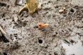 Pacific mangrove fiddler crab in the mud, Avellana Beach, Costa Rica Royalty Free Stock Photo