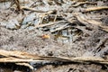 Pacific mangrove fiddler crab in the mud, Avellana Beach, Costa Rica Royalty Free Stock Photo