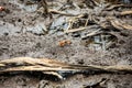 Pacific mangrove fiddler crab in the mud, Avellana Beach, Costa Rica