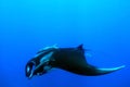 Manta Ray in the Blue Royalty Free Stock Photo