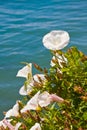 Pacific Morning Glory Flowers Royalty Free Stock Photo