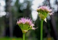 Pacific Mountain Onion, Tuolumne Meadows, Yosemite National Park