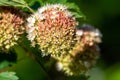 A closeup of Pacific Ninebark blooming in the wood.