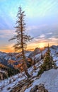 Yellow golden larch tree on cliff covered with first snow with sunset sky at the background in North Cascades National Park.