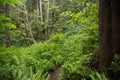 Pacific Northwest, Cascadia, Forest Hiking