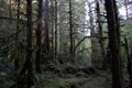 Pacific Northwest Douglas Fir trees