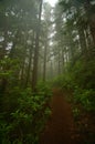 Pacific Northwest Forest