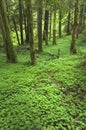 Pacific Northwest Forest Floor Royalty Free Stock Photo