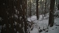 Pacific northwest forest snow dolly shot 4K UHD