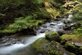 Pacific Northwest Forest Stream Royalty Free Stock Photo