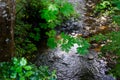 Pacific Northwest Stream forest spring Royalty Free Stock Photo