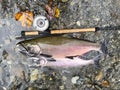 Pacific Northwest wild silver coho salmon next to fly reel and rod during autumn Royalty Free Stock Photo