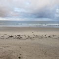 Pacific ocean beach rolling waves horizon line