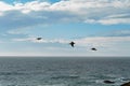 Pacific ocean and a cloudy sky with flock of birds flying over the water, California Royalty Free Stock Photo