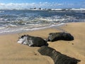 Pacific Ocean Coastline, Half Moon Bay Royalty Free Stock Photo