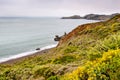 The Pacific Ocean coastline in Marin Headlands on a foggy day; Golden Yarrow Eriophyllum confertiflorum wildflowers blooming on Royalty Free Stock Photo