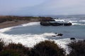 Pacific Ocean Cove Full of Elephant Seals