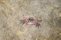 Pacific Ocean crab in a shallow waters of the shore Royalty Free Stock Photo
