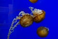 Pacific ocean jellyfish in vivid blue