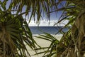 Pacific Ocean and Palm Trees on a Beach in Australia Royalty Free Stock Photo