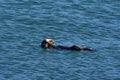 Pacific Ocean with a Sea Otter Floating Royalty Free Stock Photo